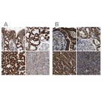 ETFA Antibody in Immunohistochemistry (Paraffin) (IHC (P))
