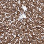 ETFA Antibody in Immunohistochemistry (Paraffin) (IHC (P))
