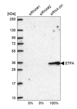 ETFA Antibody in Western Blot (WB)