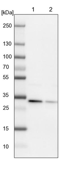 ETFA Antibody in Western Blot (WB)