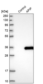 APIP Antibody in Western Blot (WB)