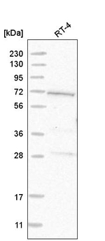 GUF1 Antibody in Western Blot (WB)