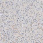GPI Antibody in Immunohistochemistry (Paraffin) (IHC (P))