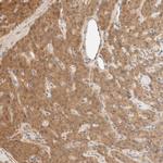 GPI Antibody in Immunohistochemistry (Paraffin) (IHC (P))