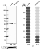 GPI Antibody in Western Blot (WB)