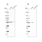GPI Antibody in Western Blot (WB)