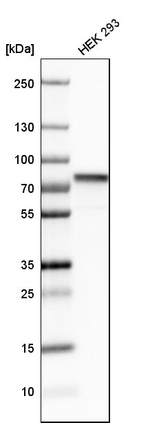 hnRNP M Antibody in Western Blot (WB)
