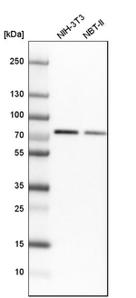 hnRNP M Antibody in Western Blot (WB)