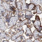 CD55 Antibody in Immunohistochemistry (Paraffin) (IHC (P))