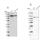 BICD2 Antibody in Western Blot (WB)