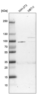 BICD2 Antibody in Western Blot (WB)