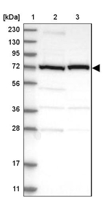 Calpain 2 Antibody in Western Blot (WB)