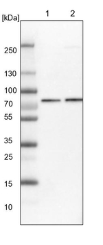 Calpain 2 Antibody in Western Blot (WB)