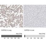 Calpain 2 Antibody