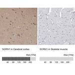 SCRN1 Antibody