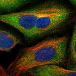 SCRN1 Polyclonal Antibody