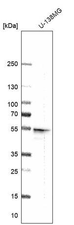 SCRN1 Antibody in Western Blot (WB)