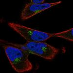 GGA3 Polyclonal Antibody