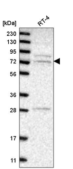 GGA3 Antibody in Western Blot (WB)