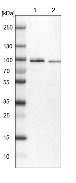 MARK3 Antibody in Western Blot (WB)