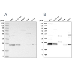 VPS28 Antibody in Western Blot (WB)