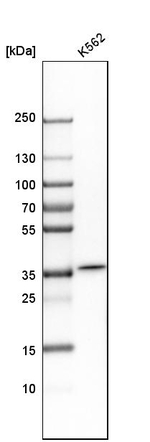Carbonic Anhydrase VIII Antibody in Western Blot (WB)