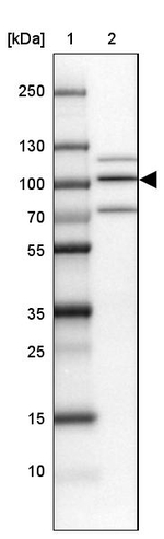 PIMT Antibody in Western Blot (WB)