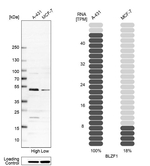 BLZF1 Antibody in Western Blot (WB)