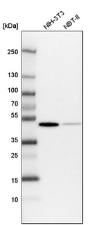 Fumarase Antibody in Western Blot (WB)