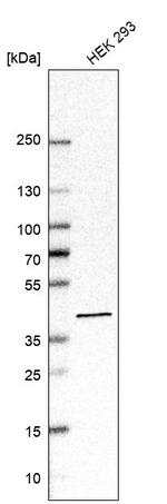 ACAT2 Antibody in Western Blot (WB)