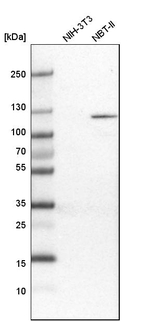 PYK2 Antibody in Western Blot (WB)