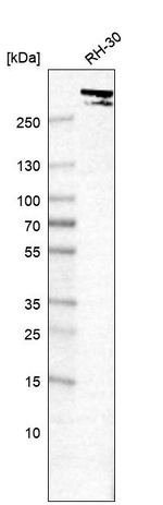Nestin Antibody in Western Blot (WB)