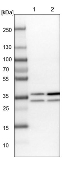 RPA2 Antibody in Western Blot (WB)