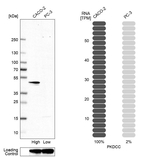 VLK Antibody in Western Blot (WB)