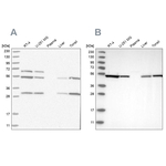 MST3 Antibody in Western Blot (WB)