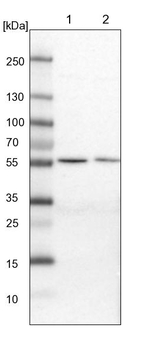 MST3 Antibody in Western Blot (WB)
