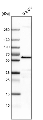 YES1 Antibody in Western Blot (WB)