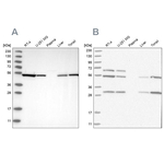 MST3 Antibody in Western Blot (WB)