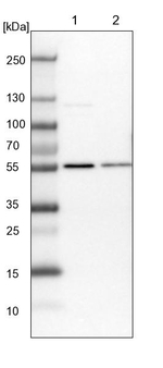 MST3 Antibody in Western Blot (WB)