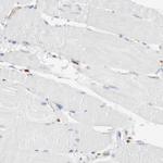 FLAP Polyclonal Antibody