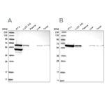 ERO1L Antibody in Western Blot (WB)
