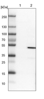 ERO1L Antibody in Western Blot (WB)