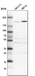 CLIP1 Antibody in Western Blot (WB)