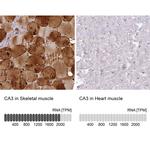 Carbonic Anhydrase III Antibody