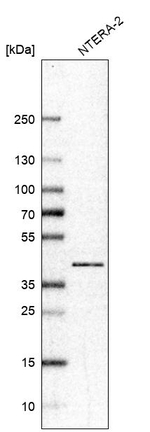 RNF2 Antibody in Western Blot (WB)