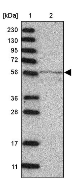 MINPP1 Antibody in Western Blot (WB)