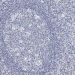 Phospholamban Antibody in Immunohistochemistry (Paraffin) (IHC (P))