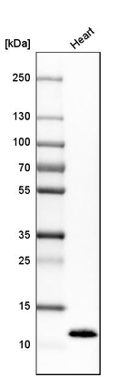 Phospholamban Antibody in Western Blot (WB)