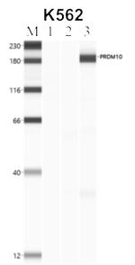 PRDM10 Antibody in RNA Immunoprecipitation (RIP)