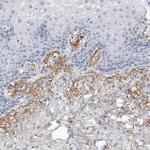 COL26A1 Antibody in Immunohistochemistry (Paraffin) (IHC (P))